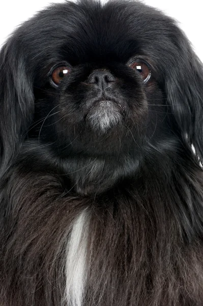 stock image Black Pekingese (6 years old)