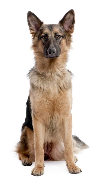 Kameraya bakan ve oturan Alman çoban köpeği — Stok fotoğraf