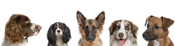 Portret van verschillende rassen van honden tegen witte achtergrond, studio opname — Stockfoto