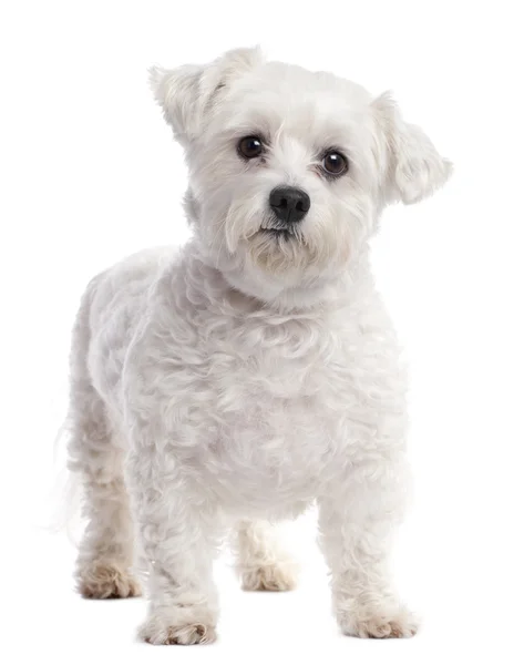 Maltese hond (7 jaar oud) — Stockfoto