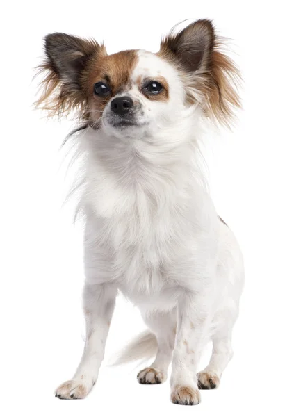 Chihuahua de cabelos longos (1 ano de idade ) — Fotografia de Stock