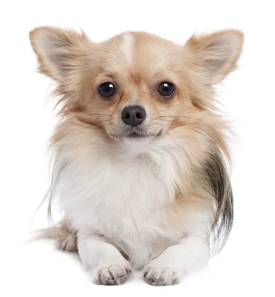 Chihuahua de cabelos longos (1 ano de idade ) — Fotografia de Stock
