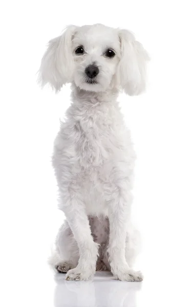 Maltská pes (2 roky staré) — Stock fotografie