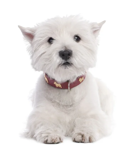 West Highland White Terrier (8 anni ) — Foto Stock