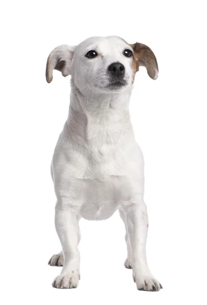 Jack russell (2 anni ) — Foto Stock