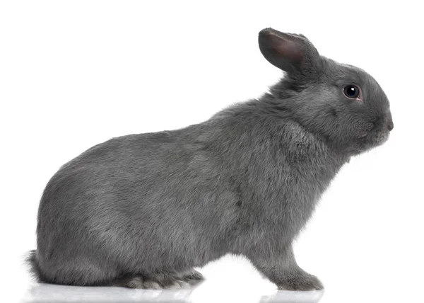 Profil šedý klestí králík (8 měsíců) — Stock fotografie