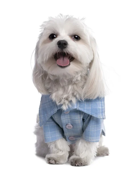 Cão maltês vestido com uma camisa (17 meses ) — Fotografia de Stock