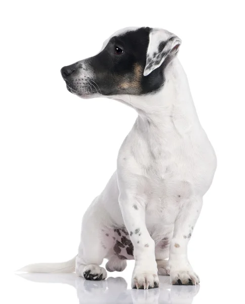 Stock image Jack russell puppy (8 months)