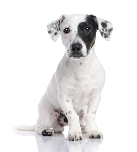 Jack russell cachorro (8 meses ) — Foto de Stock