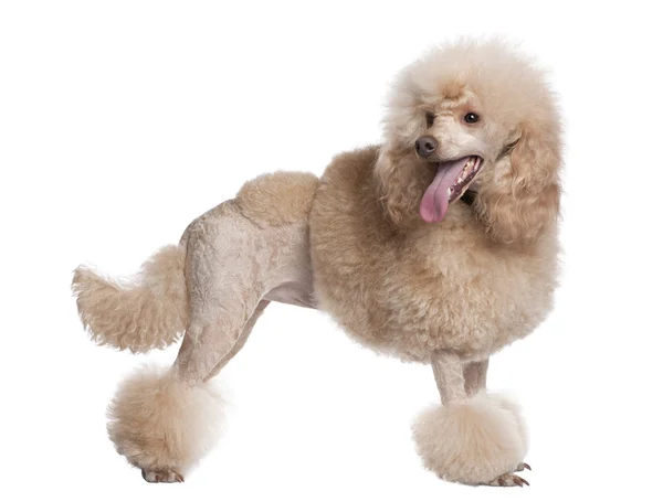 Groomed apricot poodle (2 years old) — Stock Photo, Image