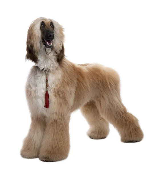 Young Brown Grommed Afghan Hound (1 years) — Stock Photo, Image