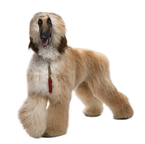 Young Brown Grommed Afghan Hound (1 año ) — Foto de Stock