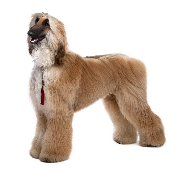 Young Brown Grommed Afghan Hound (1 año ) — Foto de Stock