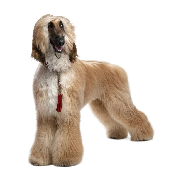 Young Brown Grommed Afghan Hound (1 years) — Stock Photo, Image