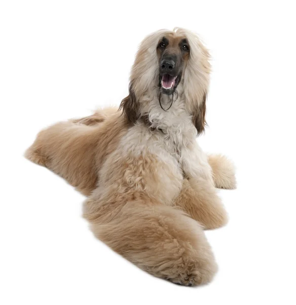Young Brown Grommed Afghanhund (1 år) — Stockfoto