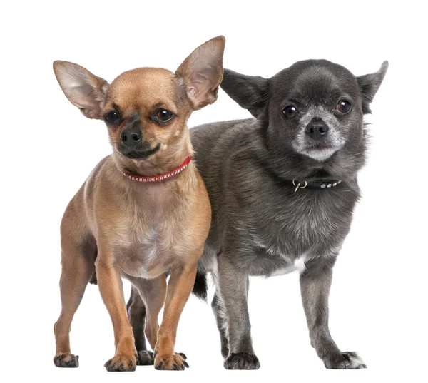 Chihuahua bir kaç — Stok fotoğraf