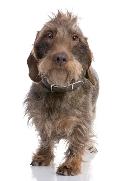 Brown Wire-haired dachshund (3 yeras old) — Stock Photo, Image