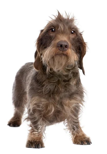 Brown Wire-haired dachshund (3 yeras old) — Stock Photo, Image