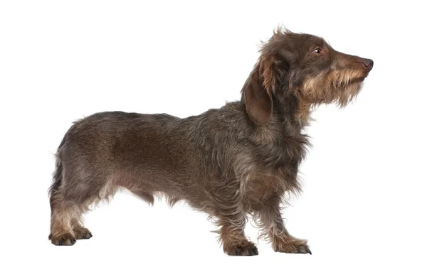 Perfil de um Dachshund de cabelos castanhos (3 anos ) — Fotografia de Stock