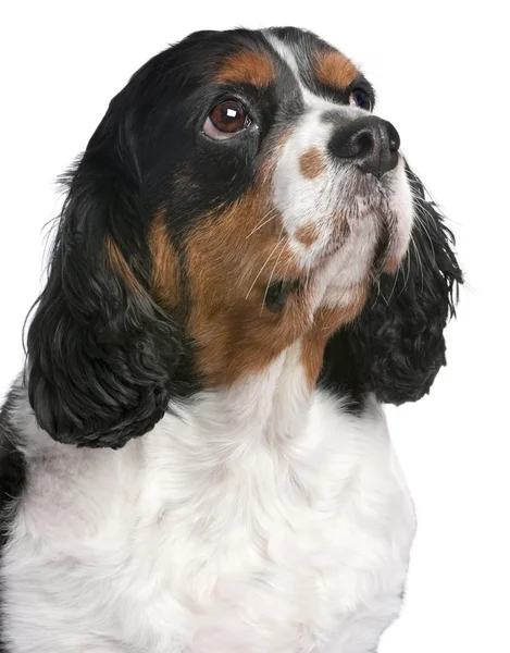 Close-up Cavalier King Charles Spaniel (4 jaar oude) — Stockfoto