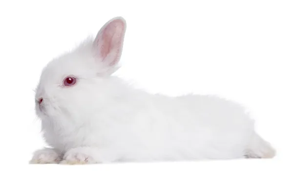 Profile of a Young white Rabbit (5 weeks old) — Stock Photo, Image