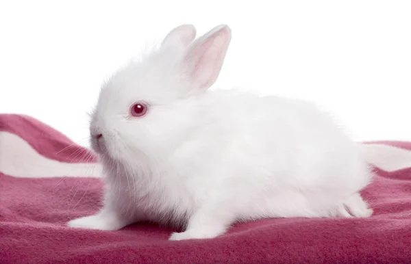 Conejo blanco joven en una manta (5 semanas de edad ) —  Fotos de Stock