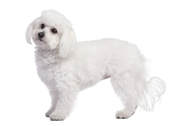 Профиль мальтийской собаки (4 года) ) — стоковое фото