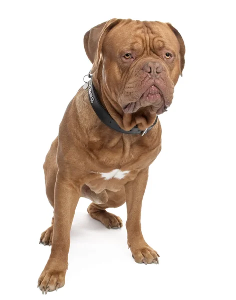 Bordeauxdog (18 maanden oud) — Stockfoto