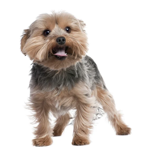 Yorkshire Terrier panting (2 years old) — Stock Photo, Image