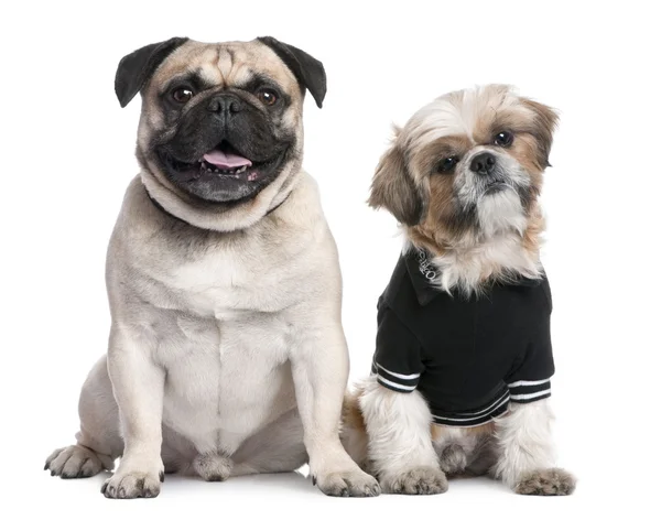 犬のカップル: 着飾ったシーズーやパグ — ストック写真