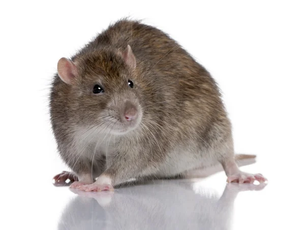 Szczur wędrowny — Zdjęcie stockowe