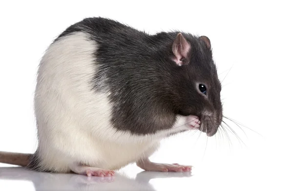 Rato preto e branco — Fotografia de Stock