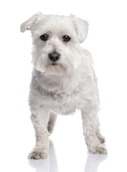 Maltese dog (6 months old) — Stock Photo, Image