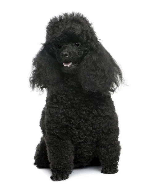 Black Poodle sentado na frente (5 anos ) — Fotografia de Stock