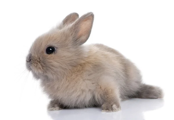 Kahverengi bebeği tavşan (5 hafta eski) — Stok fotoğraf
