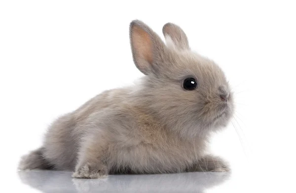 Hnědý malý zajíc (5 týdnů) — Stock fotografie