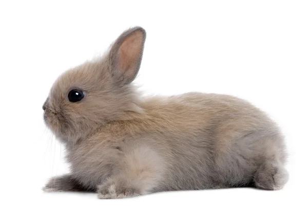Brunt baby kanin (5 veckor gamla) — Stockfoto