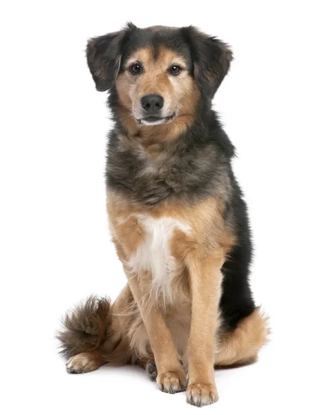 茶色と黒の混合品種犬 (11 歳を座っています。) — ストック写真