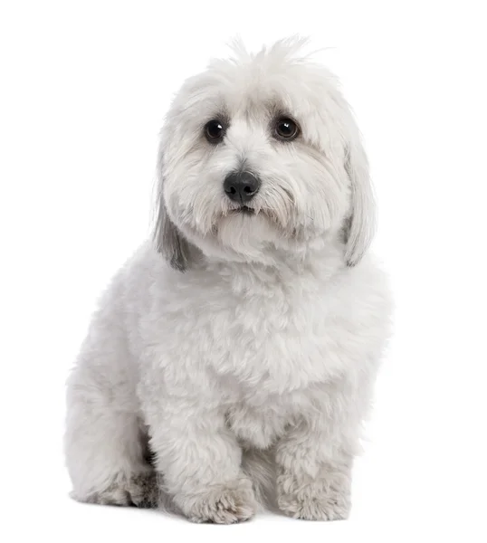 Coton de Tulear (2 years old) — Stock Photo, Image