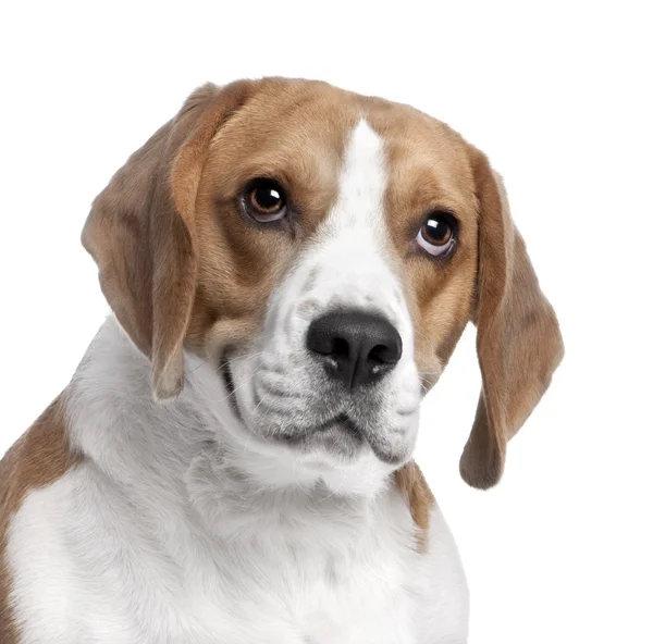 Close-up na cabeça de um Beagle (2 anos de idade ) — Fotografia de Stock
