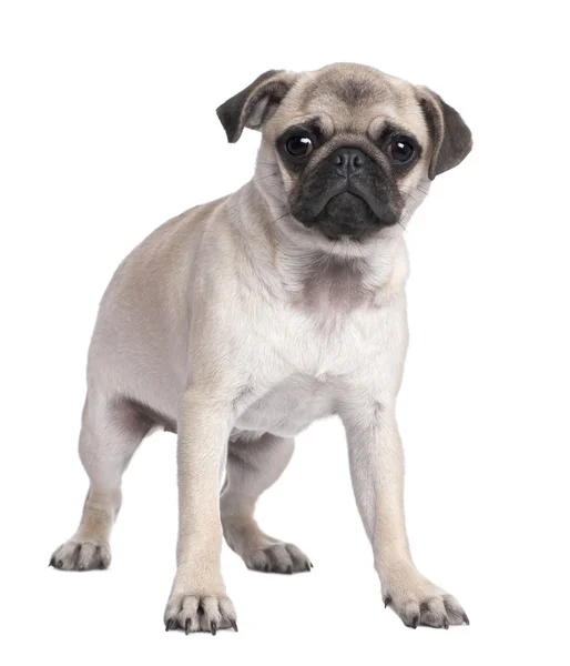 Pug puppy (5 months old) — Stock Photo, Image