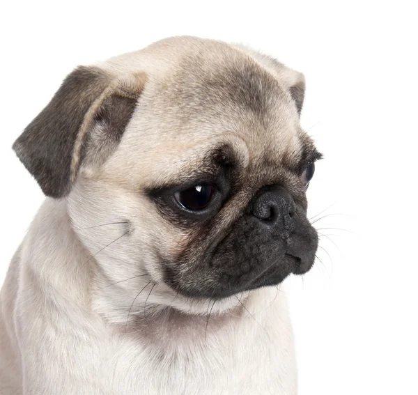 Close-up on a pug puppy (5 months old) — Stock Photo, Image