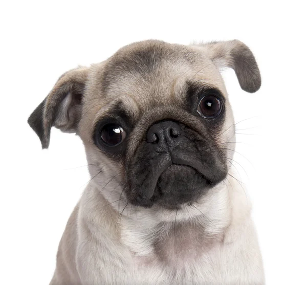 Close-up op een pug puppy (5 maanden oud) — Stockfoto