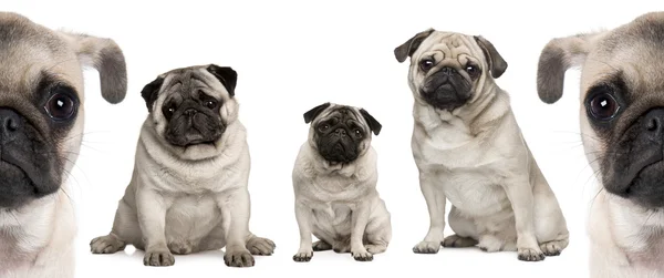 Gruppe Mops-Hunde vor weißem Hintergrund — Stockfoto