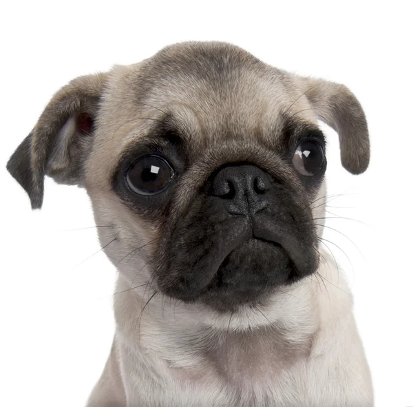 Close-up on a pug puppy (5 months old) — Stock Photo, Image