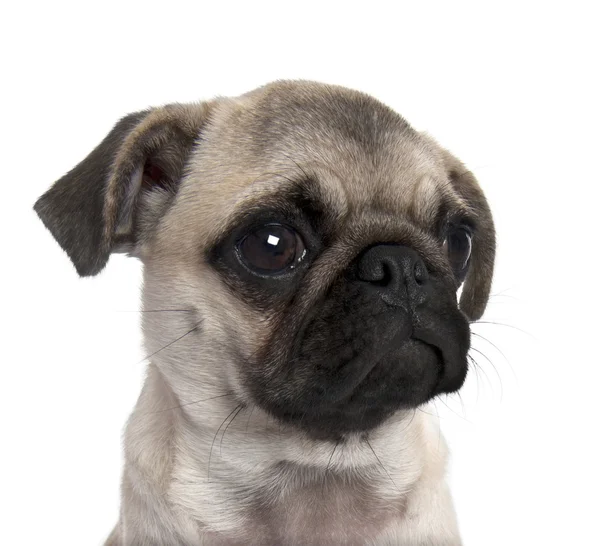 Close-up em um cachorro de cachorro (5 meses de idade ) — Fotografia de Stock