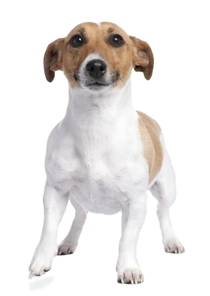 Jack russell (2 years old) — Stock Photo, Image