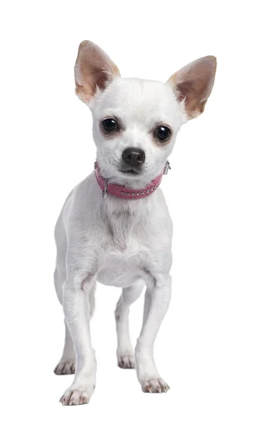 착용 하는 핑크 칼라 (6 개월 된 치와와 강아지) — 스톡 사진