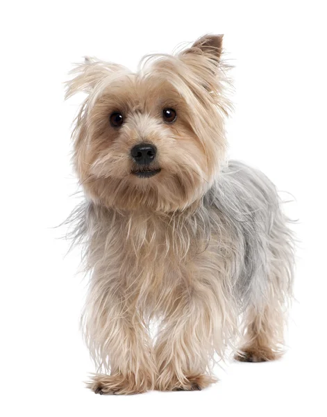 Yorkshire Terrier (3 years old) — Stock Photo, Image
