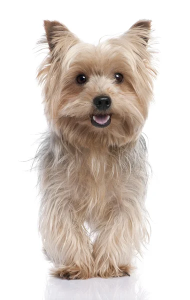 stock image Alert Yorkshire Terrier (3 years old)